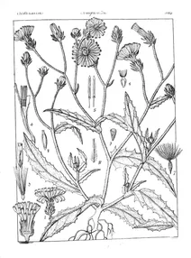 Picris hieracioides