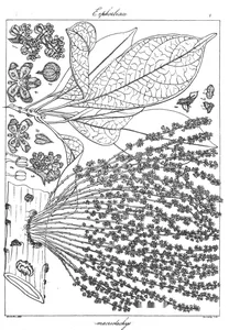 Pierardia macrostachya