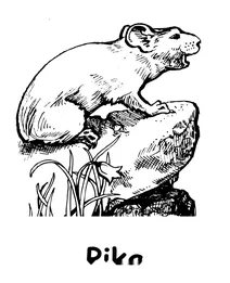 Pika
