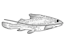 Піктусовий сом (pimelodus pictus)