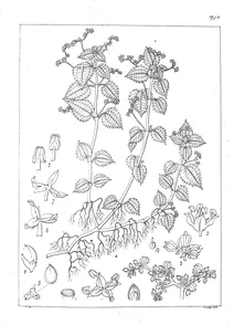 Pilea radicans