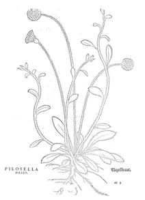 Pilosella major