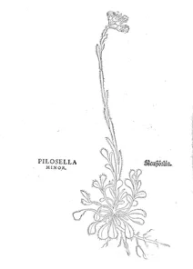 Pilosella minor