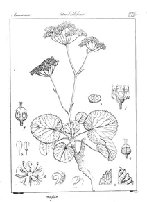 Pimpinella leschenaultii