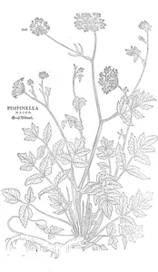 Pimpinella major