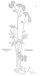 Pimpinella minor
