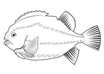 Пінагор (cyclopterus lumpus)