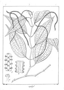 Piper argyrophyllum