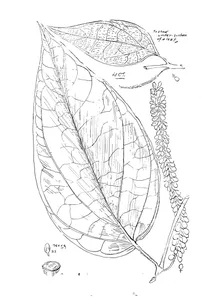 Piper banksii