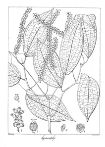 Piper hymenophyllum