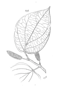 Piper mestonii
