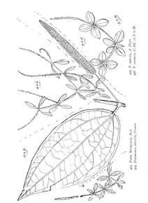 Piper rothiana і peperomia affinis і peperomia reflexa і peperomia enervis