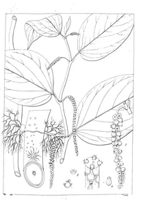 Piper trioicum roxb