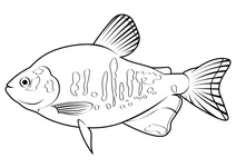 Пірапітинга (piaractus brachypomus)
