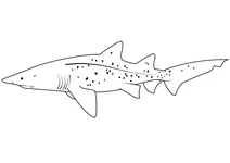Піщана акула тигрова (carcharias taurus)