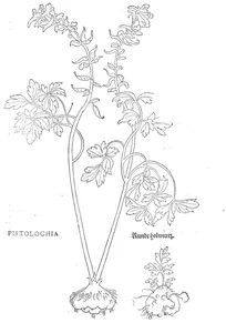 Pistolochia