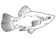Південний платі (xiphophorus maculatus)