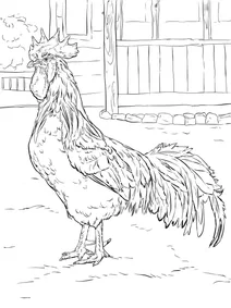 Півень породи бурий леггорн ( brown leghorn)