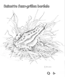 Північна квакша (бореальна)