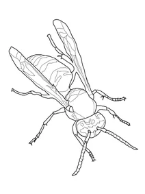 Північноамериканська оса (vespula maculifrons)