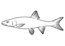 Північний пікемінно (ptychocheilus oregonensis)