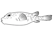 Північний пуфер (sphoeroides maculatus)