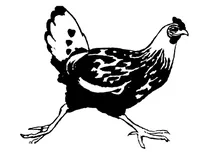 Півник і курочка