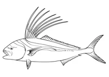 Півник — риба-банер (nematistius pectoralis)