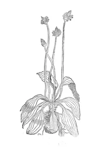 Plantago minor