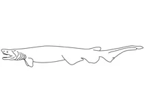 Плащоносна акула південноафриканська (chlamydoselachus africana)