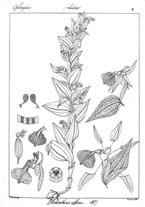 Platanthera affinis