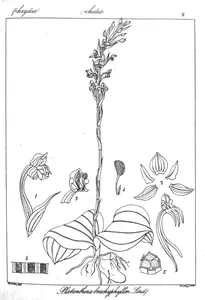 Platanthera brachyphylla