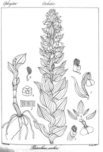 Platanthera iantha