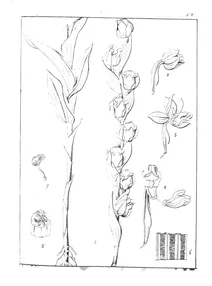 Platanthera lutea