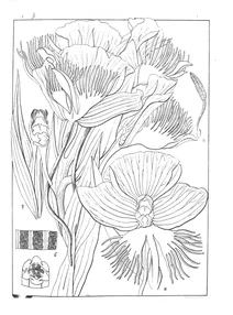 Platanthera susannoe