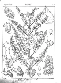 Pleibianthus macrai