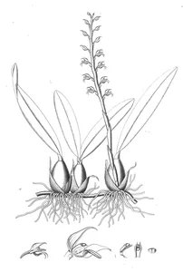 Pleurothallis pachyrachis