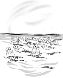 Пліт морських видр
