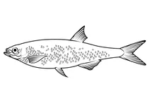 Плітка звичайна (alburnus alburnus)