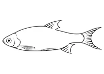 Плітка звичайна (rutilus rutilus)