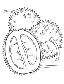 Плоди дуріана