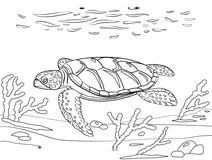 Плоска морська черепаха