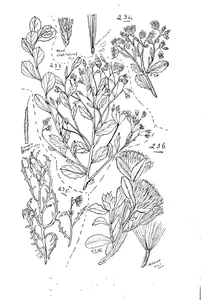 Pluchea tetranthera та pluchea tetranthera та pluchea dentex та pterigeron macrocephalus