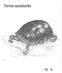 Плямиста черепаха