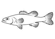 Плямистий бас (micropterus punctulatus)