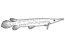 Плямистий гар (lepisosteus oculatus)