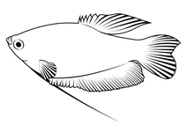 Плямистий гурамі (trichopodus trichopterus)