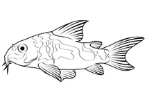 Плямистий коридорас (corydoras paleatus)