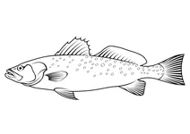 Плямистий морський форель (cynoscion nebulosus)