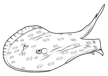 Плямистий річковий скат (potamotrygon motoro)